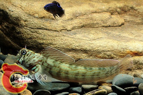 紋身蛙鳚Istiblennius lineatus.jpg