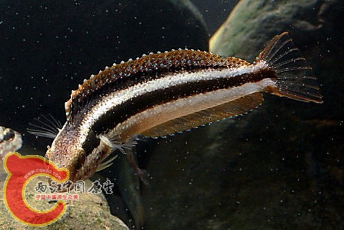 短頭跳岩鳚 Petroscirtes breviceps.jpg