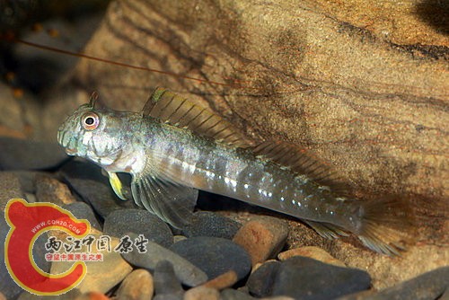 萊特氏間頸鬚鳚 Entomacrodus stellifer lighti.jpg