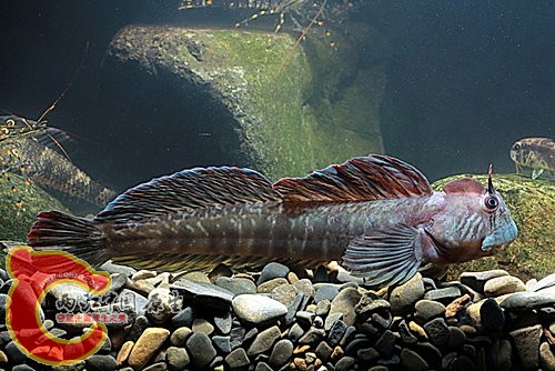 種子島矮冠鳚 Praealticus tanegasimae.jpg