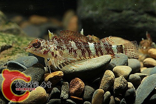 篩口雙線鳚Enneapterygius etheostomus.jpg