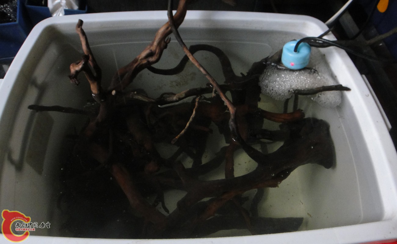 0-草缸模板_1300×800 拷贝.jpg