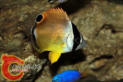 耳帶蝴蝶魚Chaetodon auripes.jpg