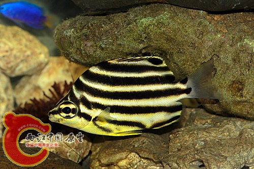 柴魚Microcanthus strigatus.jpg