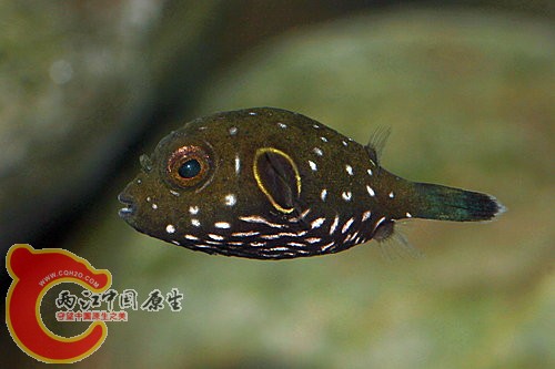紋腹叉鼻魨Arothron hispidus.jpg