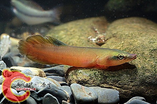 黃喉盤魚 Lepadichthys frenatus.jpg
