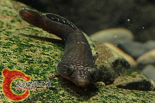 黑紋頭錐齒喉盤魚Conidens laticephalus.jpg