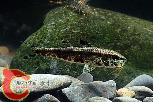 黑斑緋鯉Upeneus tragula.jpg