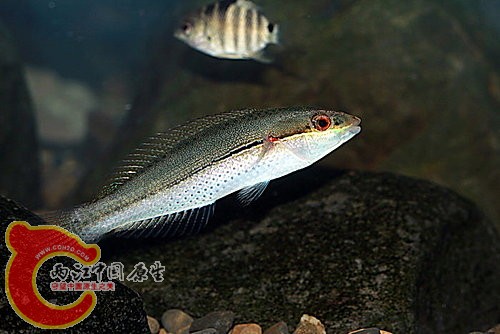 斷紋紫胸魚 Stethojulis terina.jpg