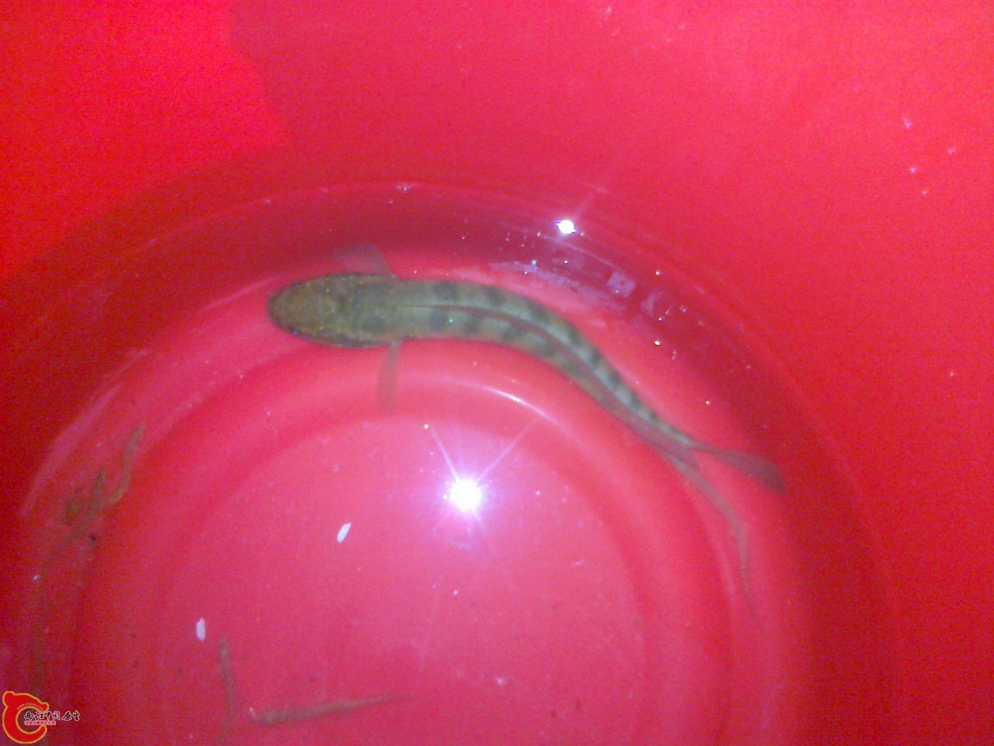 20120306578.jpg