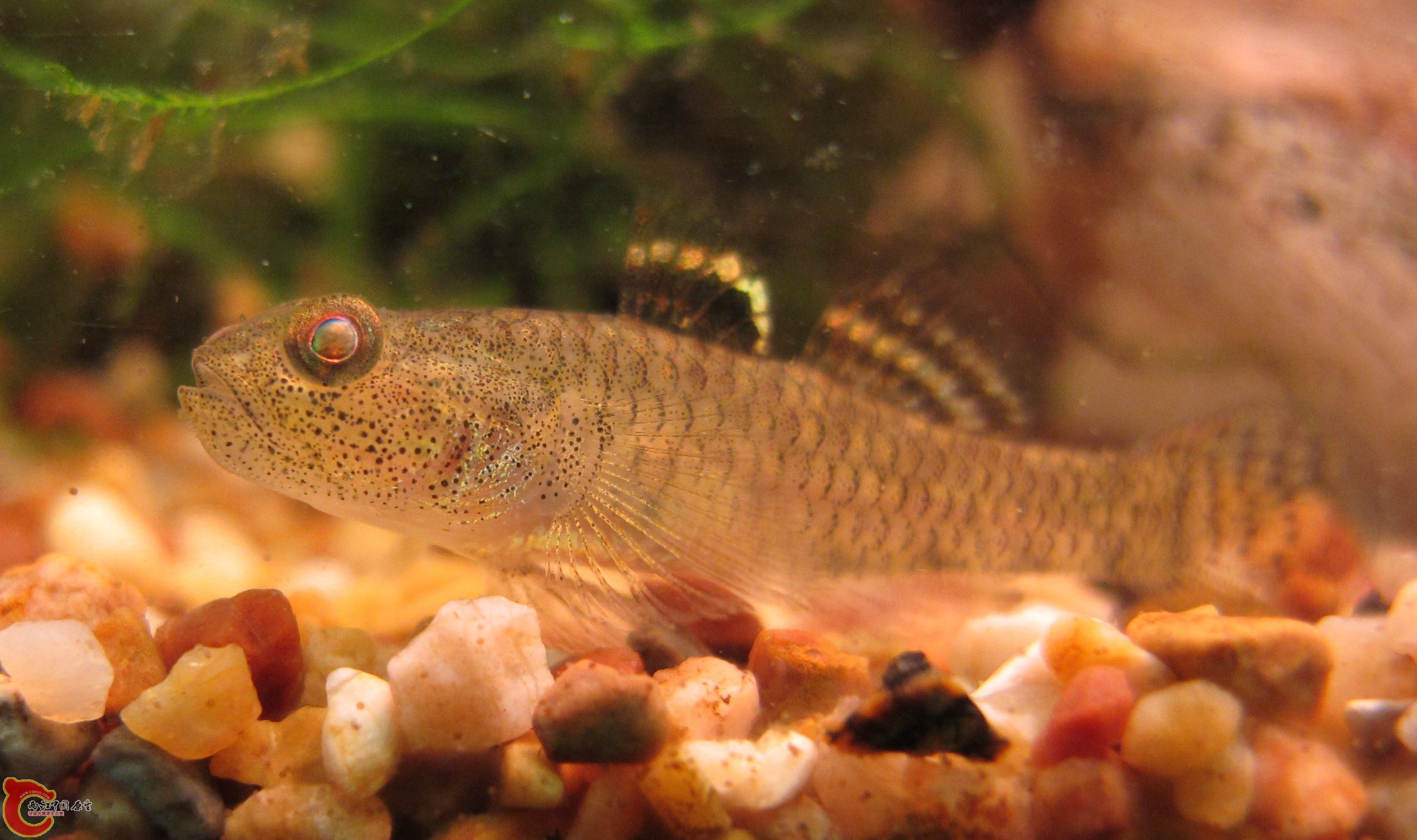 伍氏擬髯鰕虎 Pseudogobiopsis wuhanlini 