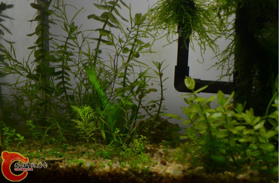 小型草缸.jpg