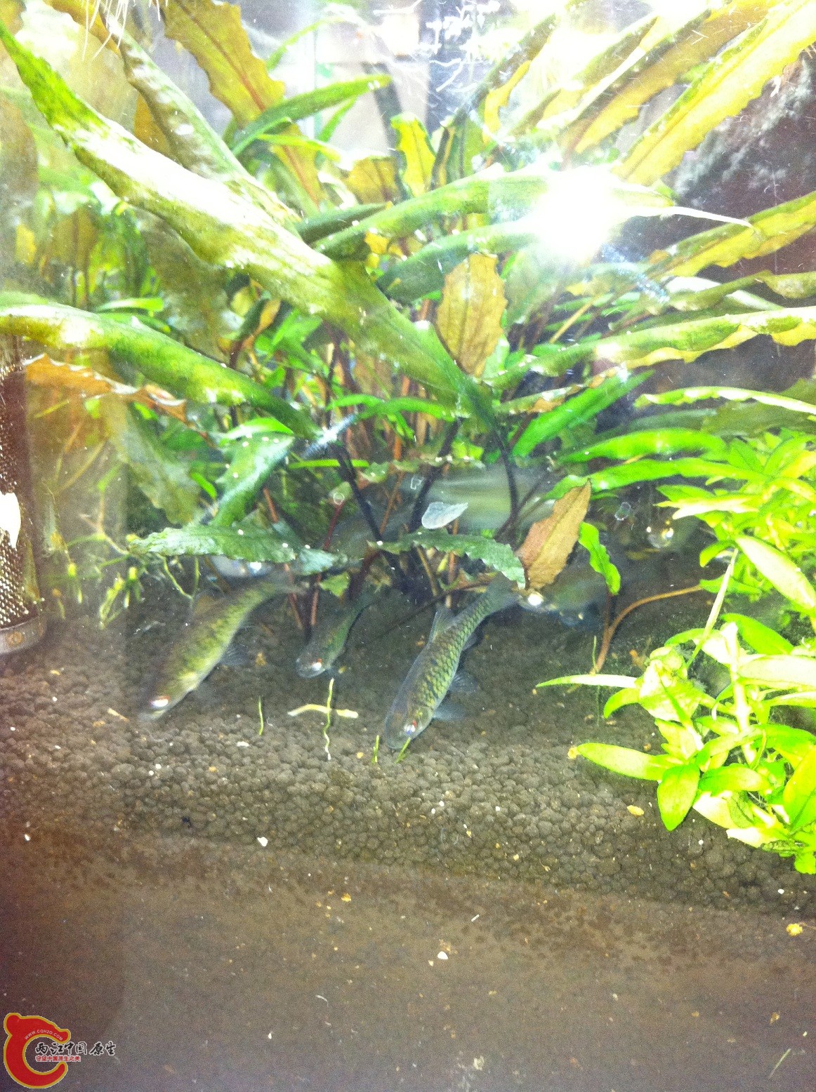 被食物引诱出来了