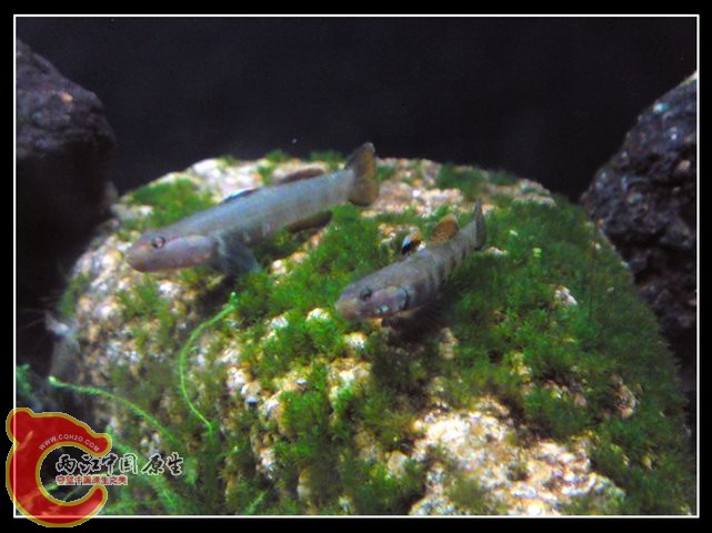 调整大小 DSC04330.JPG