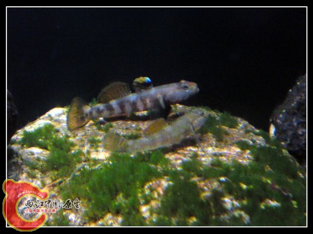 调整大小 DSC04292.JPG