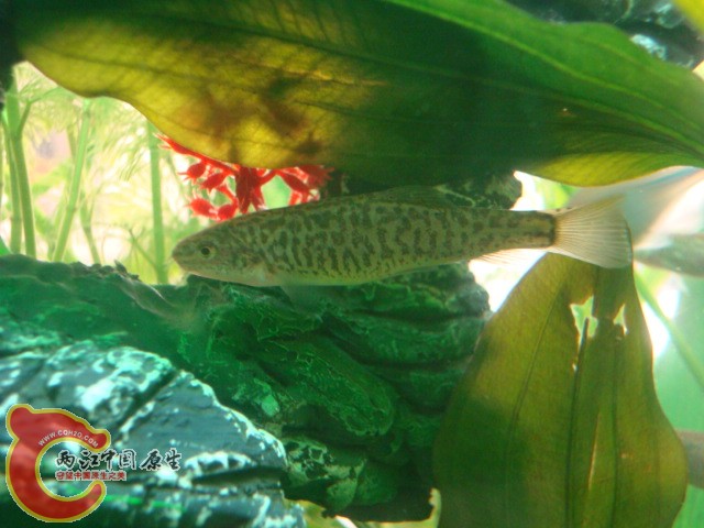DSC01155.JPG