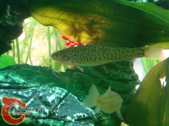 DSC01154.JPG