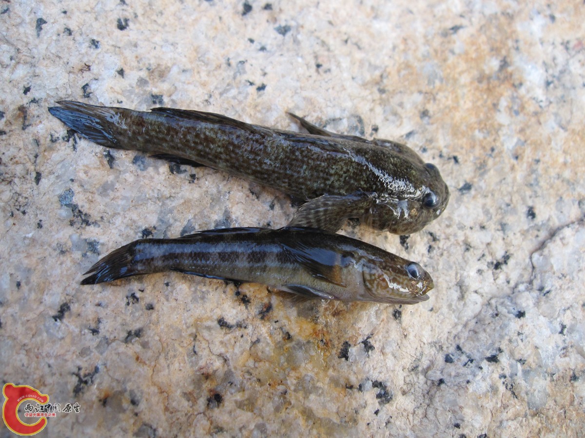 2012.03.02东涌各种鰕虎~ (2).jpg