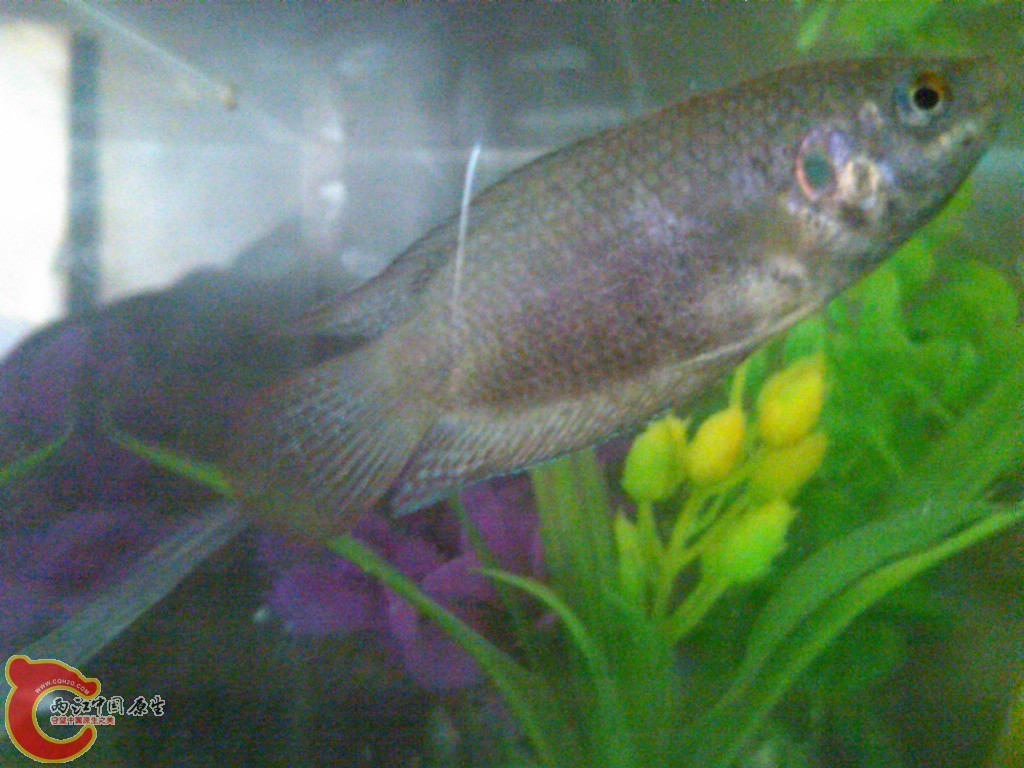 IMG00199-20120309-1649.jpg