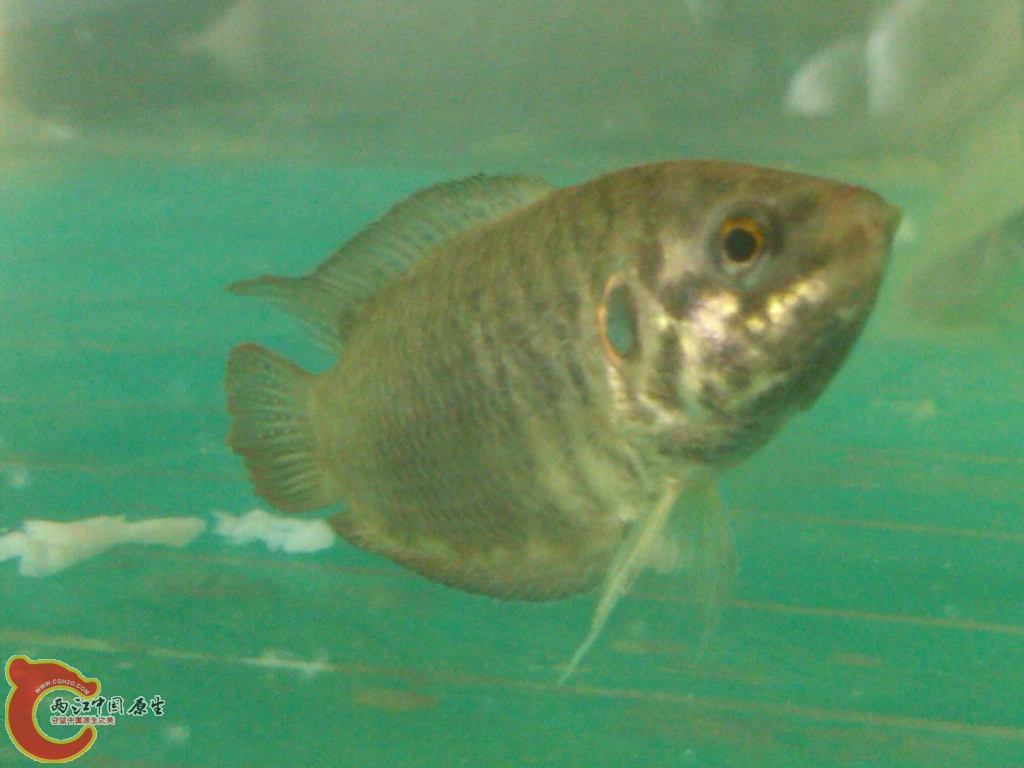 IMG00177-20120308-1212.jpg