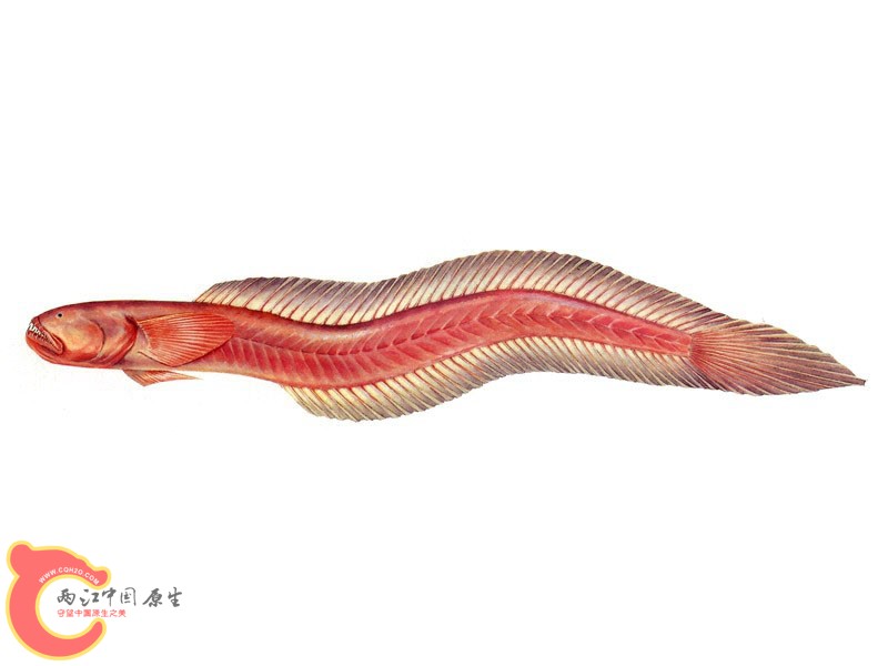 红狼牙鰕虎(奶鱼) (3).jpg