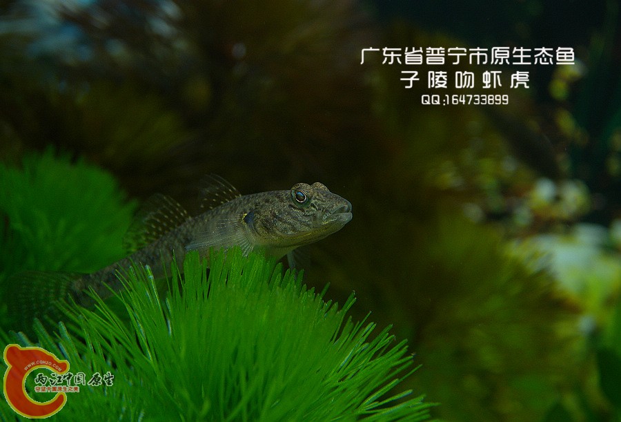 DSCN91921.jpg