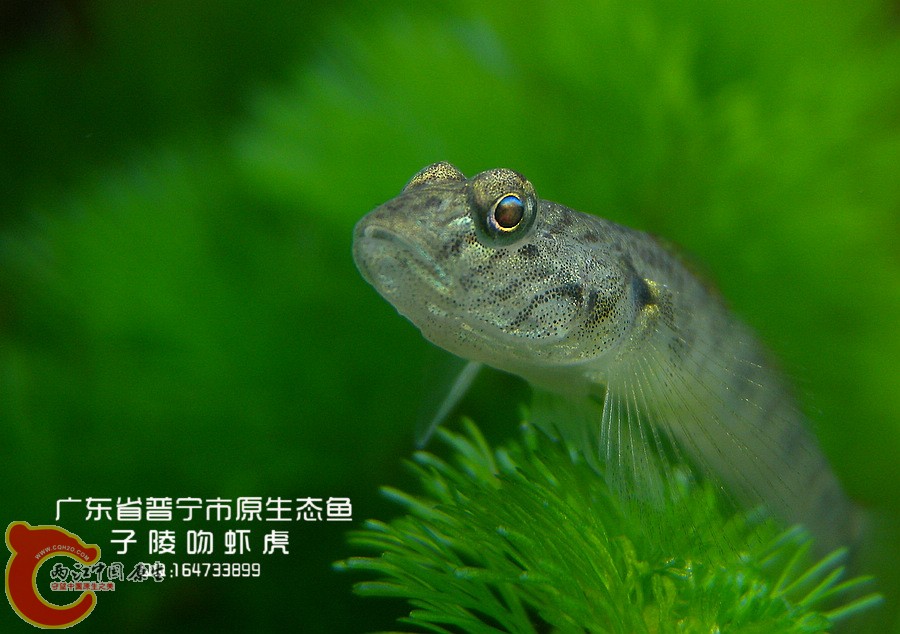 DSCN91751.jpg