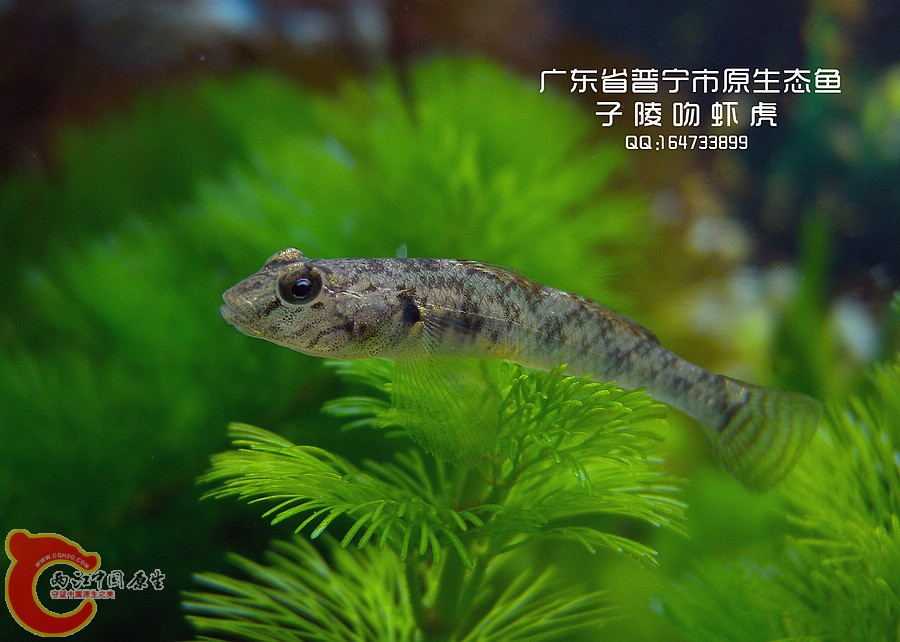 DSCN91581.jpg