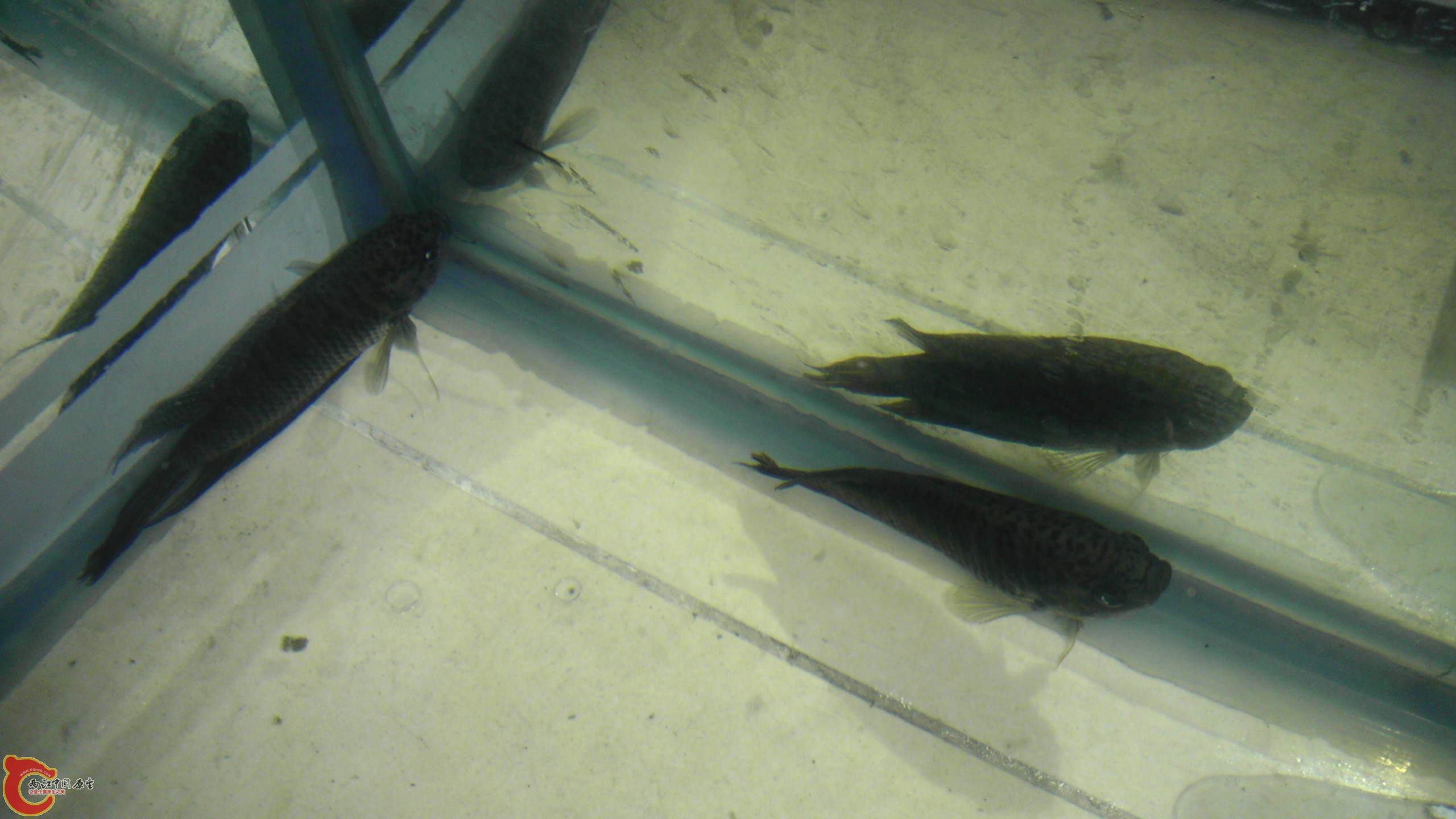 刚从缸里捞出来