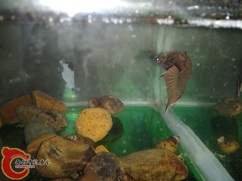 2012-03-12 13.40.22_副本.jpg