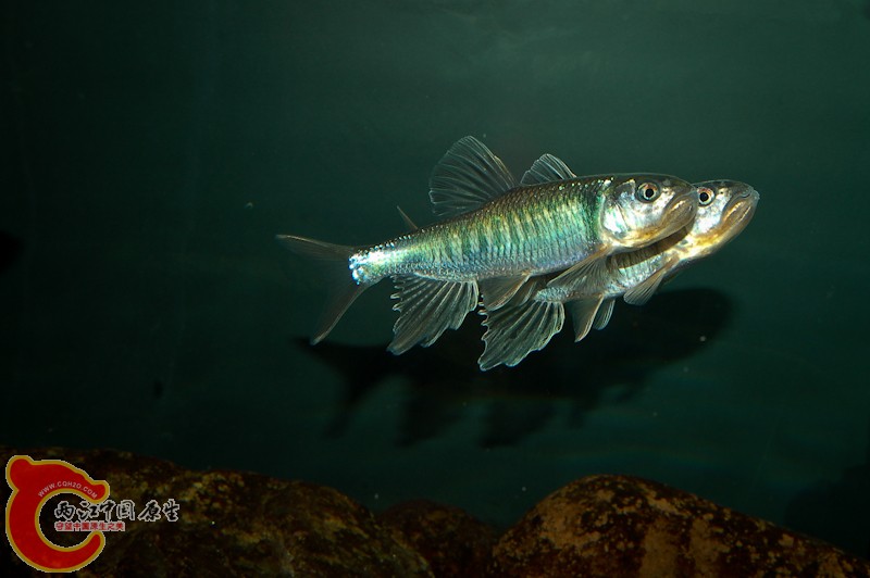 DSC_3716-2.jpg