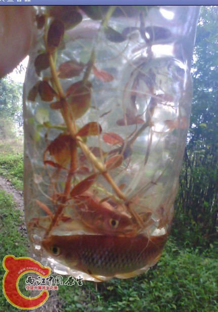 加了点水草.jpg