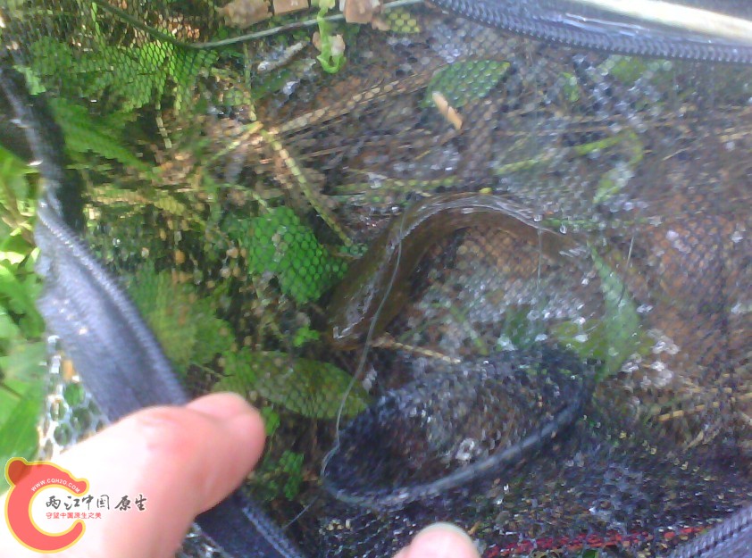 渔获南鳢一条.jpg