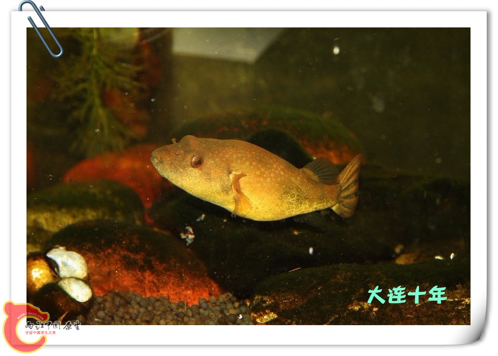 河豚01_副本.jpg