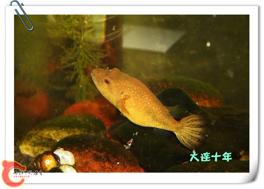 河豚02_副本.jpg