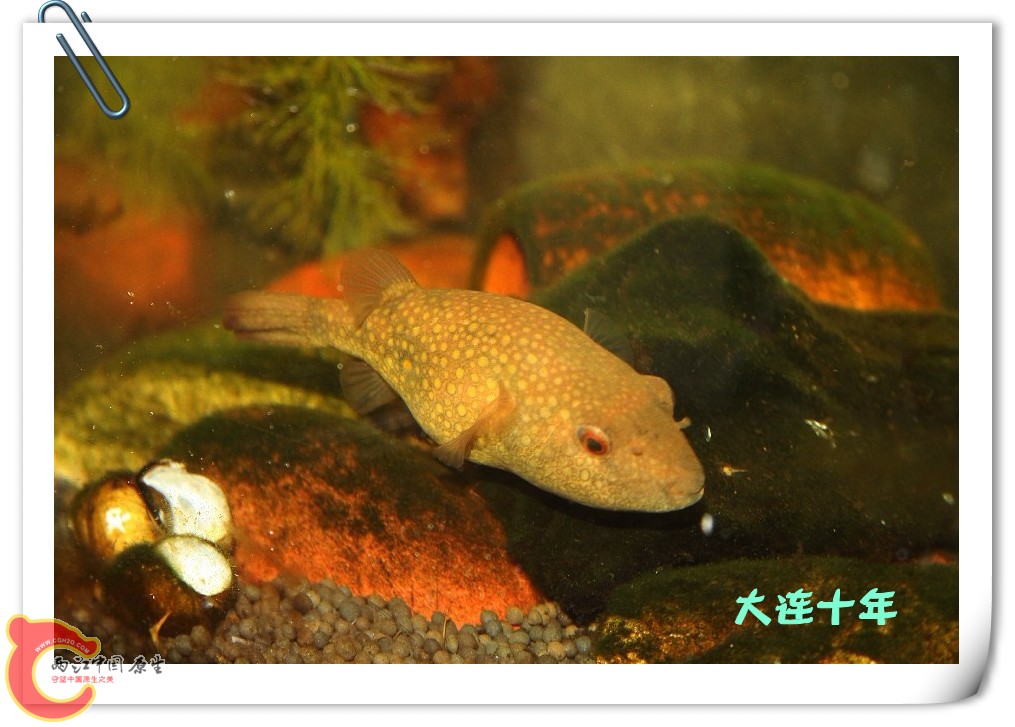 河豚03_副本.jpg