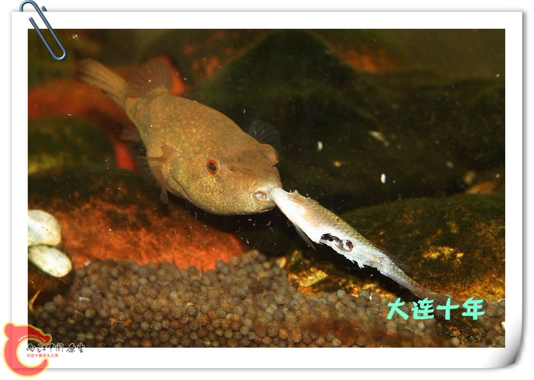 河豚06_副本.jpg