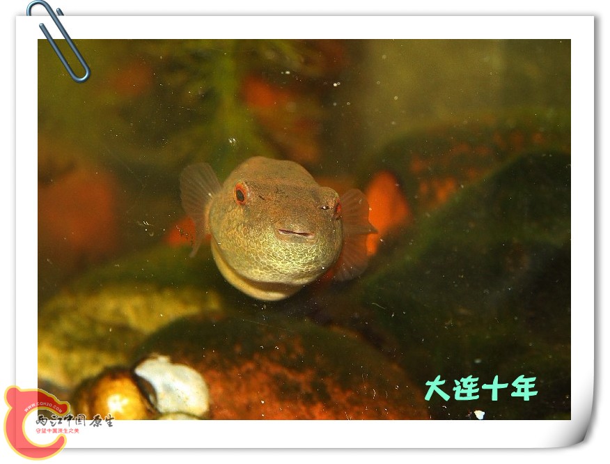 河豚07_副本.jpg