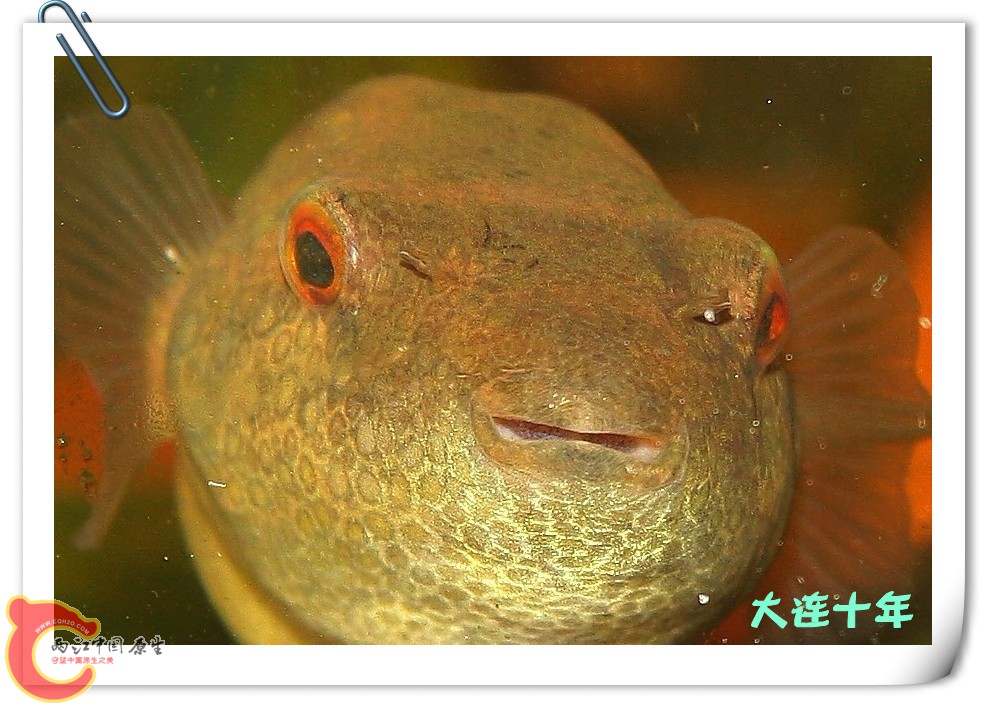河豚008_副本.jpg