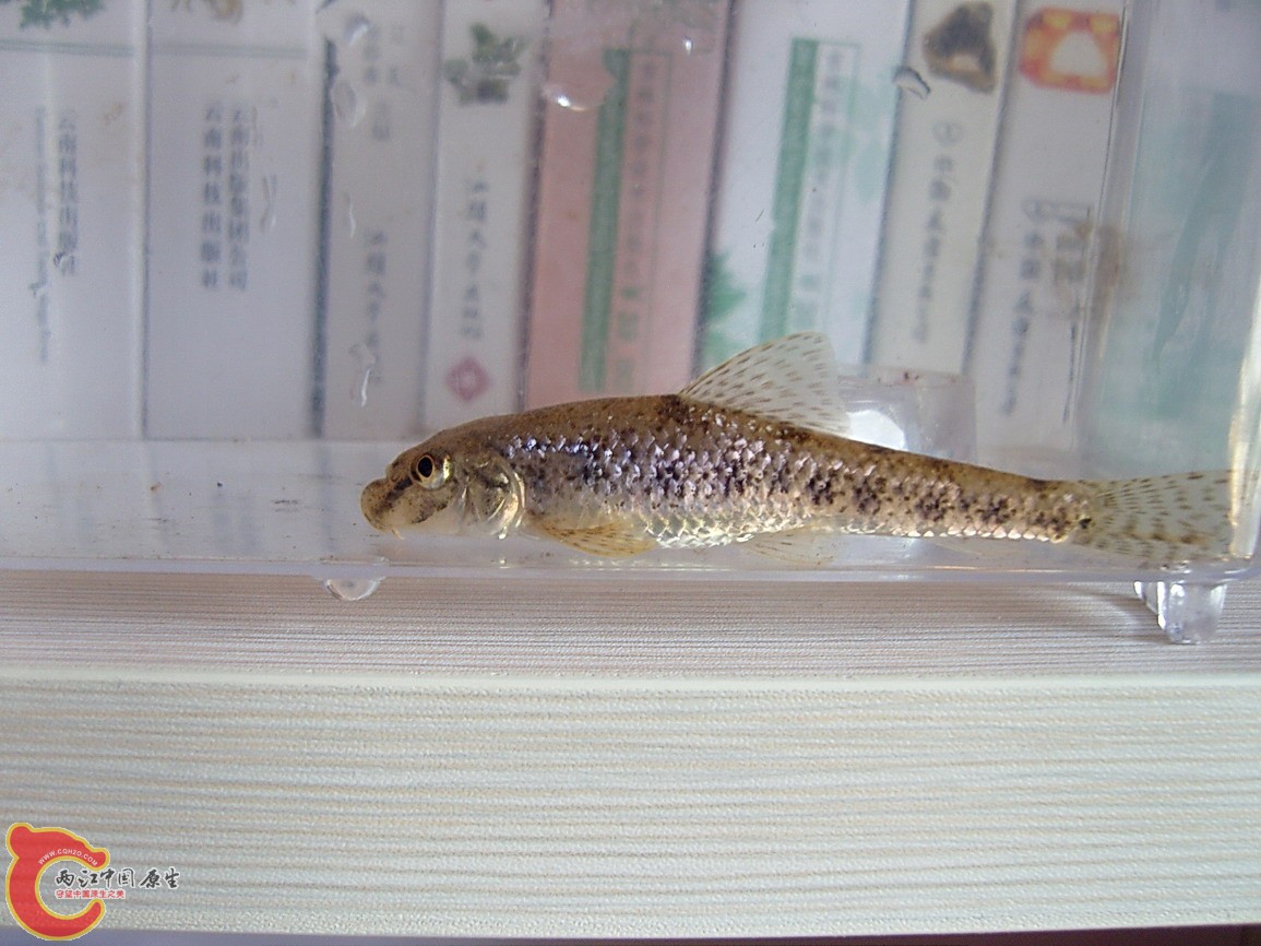 SNC12217.JPG