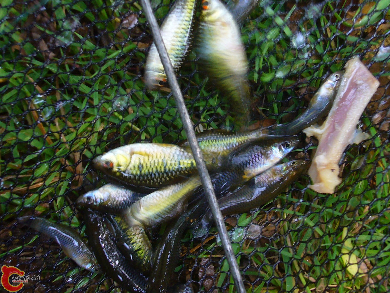P1100237.JPG