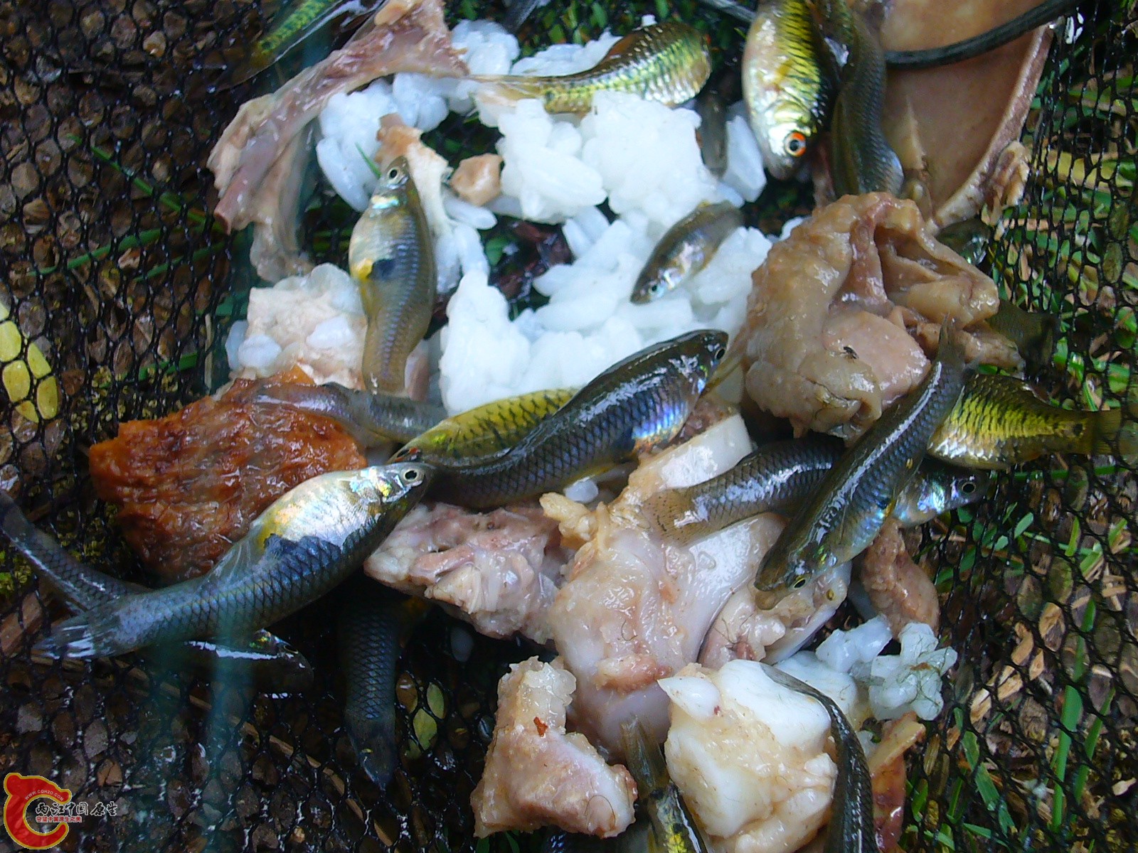 P1100239.JPG