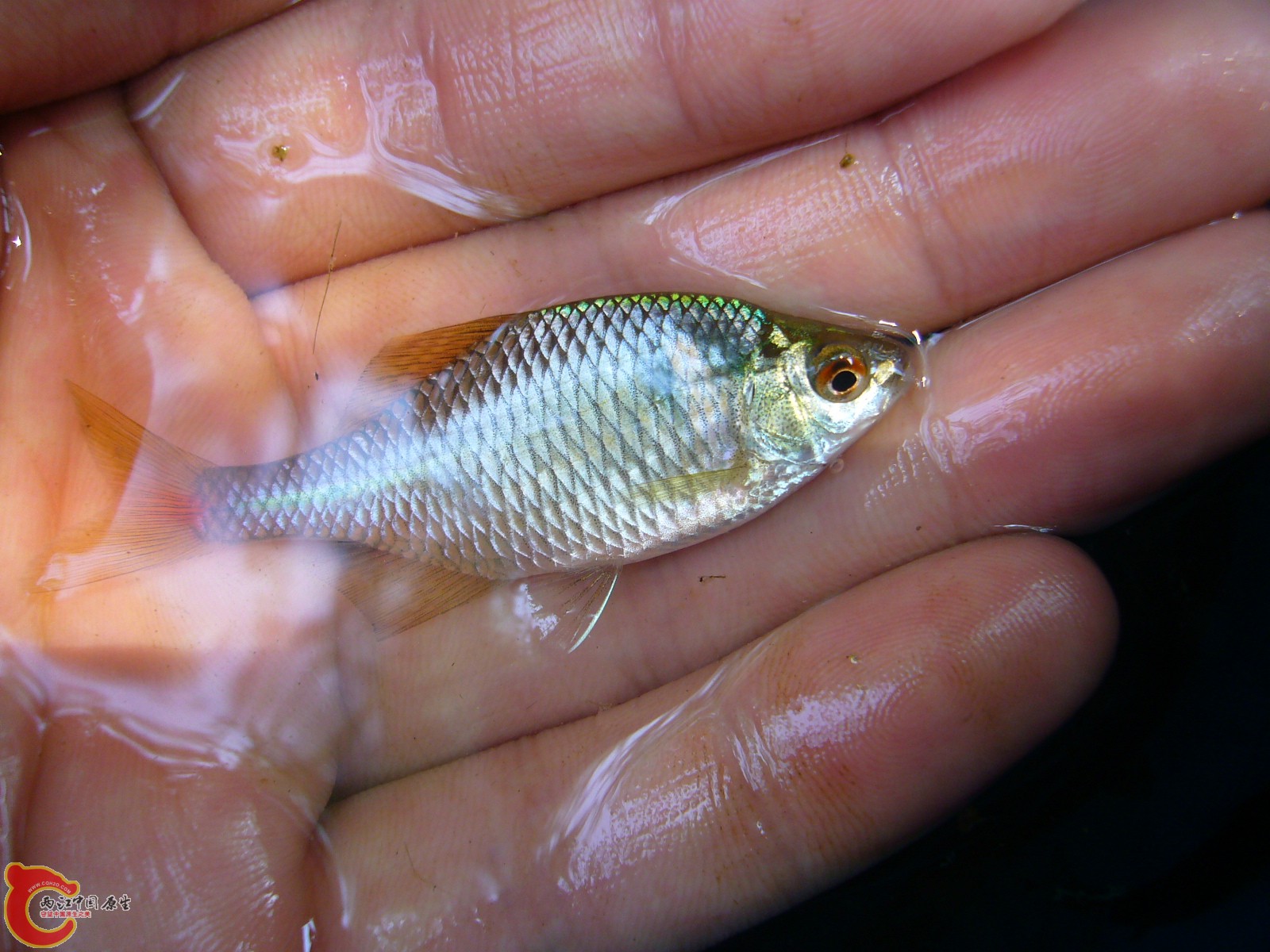 P1100247.JPG