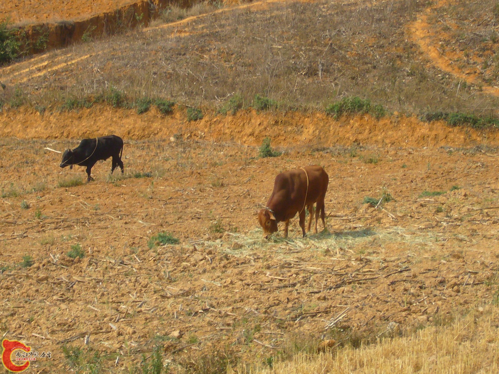 P1100263.JPG