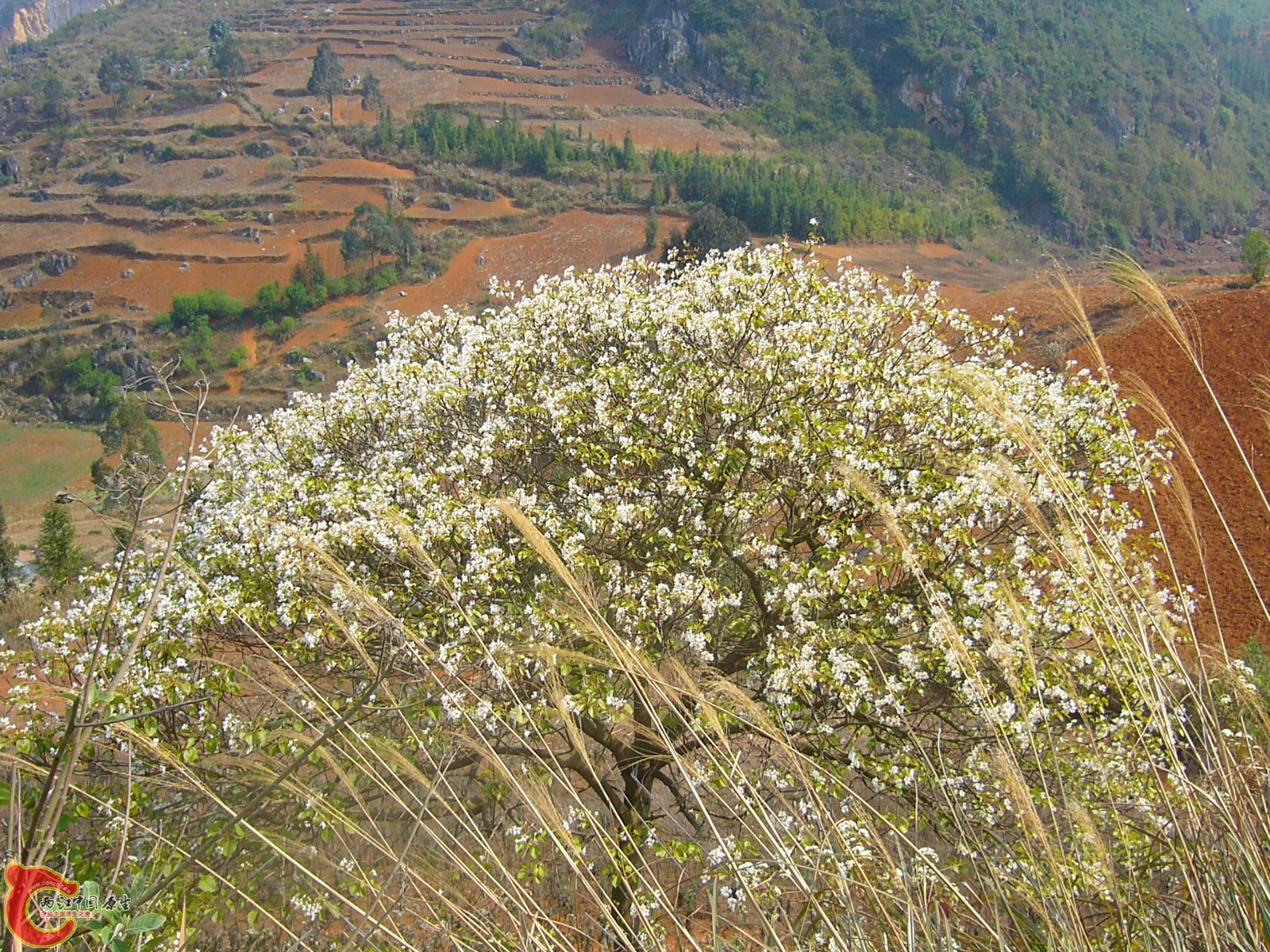 P1100271.JPG