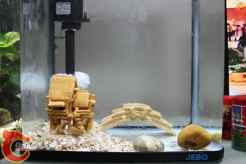 为褐吻宝宝准备的新家