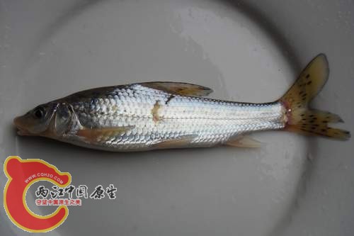 花骨鱼1.jpg