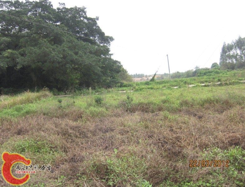 就在这一边野采，这地是早就卖出去的啦.jpg