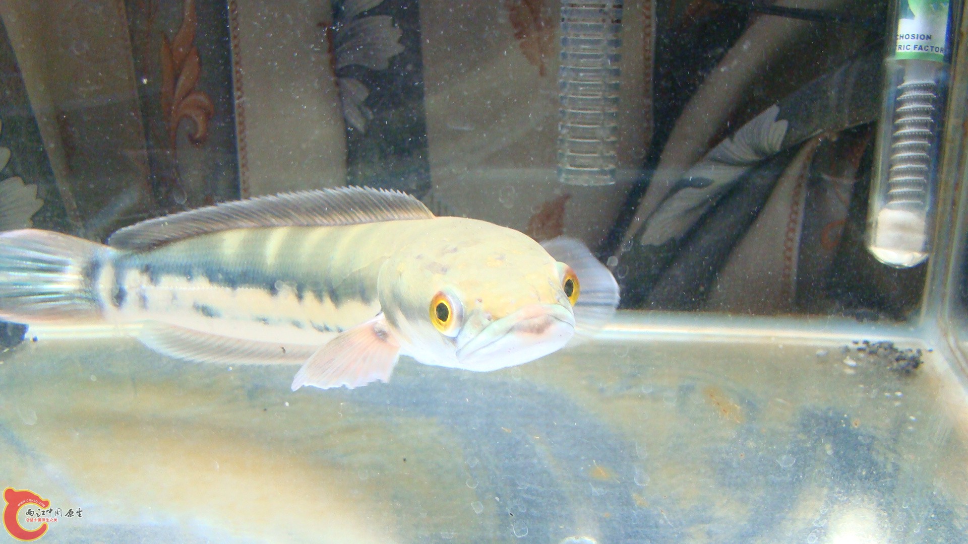 DSC09111.JPG