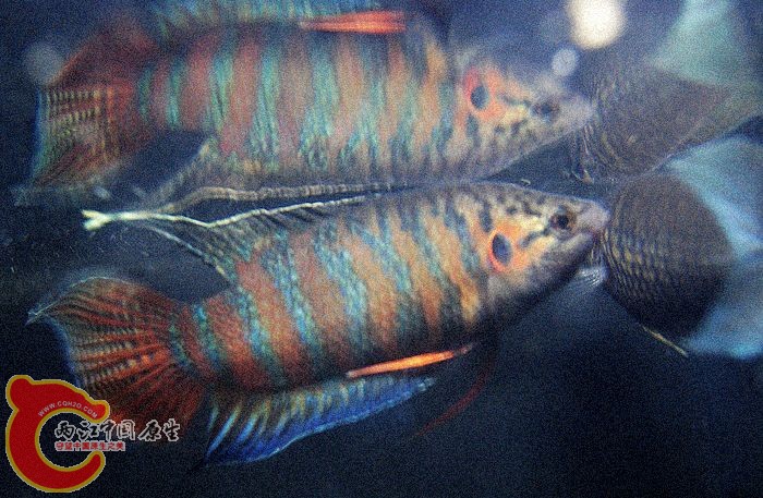 06.jpg